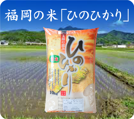 福岡産「ひのひかり」