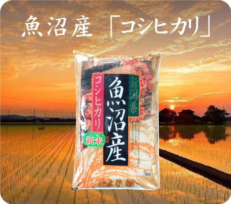 魚沼産「コシヒカリ」
